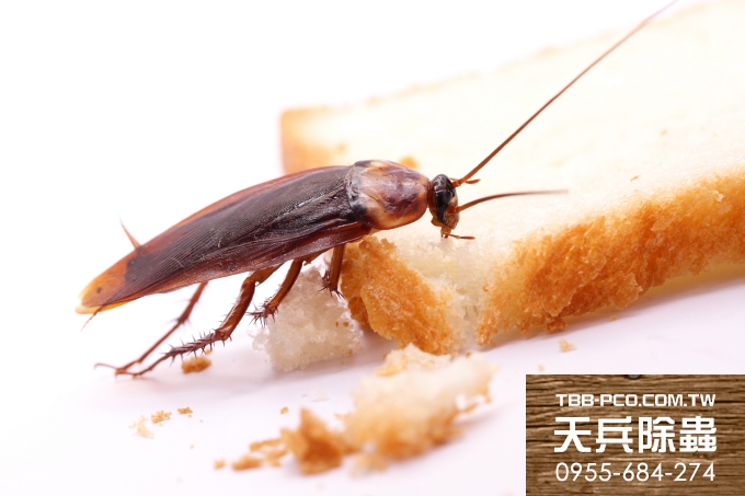 天兵除白蟻公司,除白蟻專家-「蟑螂進化」對蟑螂藥免疫 避甜食毒餌
